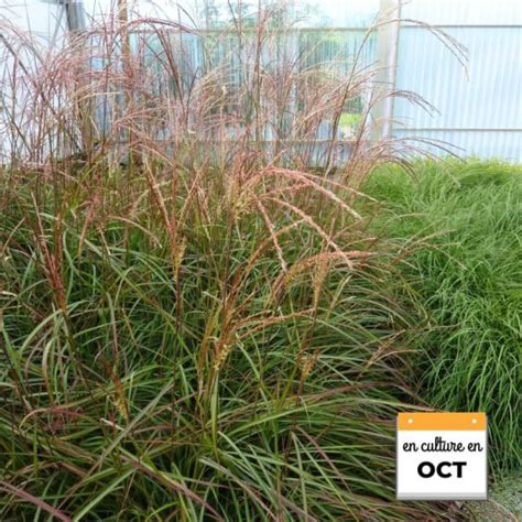 photographie du feuillage pourpre du Miscanthus sinensis Purpurascens en automne
