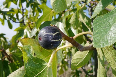 Variétés de figues : Noire de Caromb, Ronde de Bordeaux et Bourjassotte Panachée