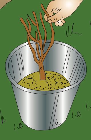 Illustration montrant le mélange de pralinage dans un seau et l'immersion des racines