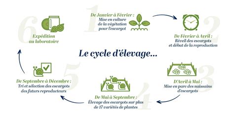 Schéma illustrant le cycle annuel de l'élevage ovin et le positionnement de la tonte