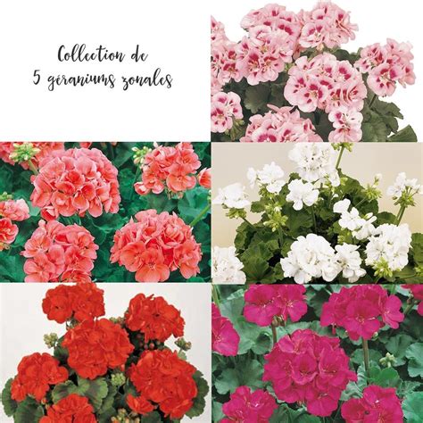 Types de géraniums (zonales, lierres, odorants)