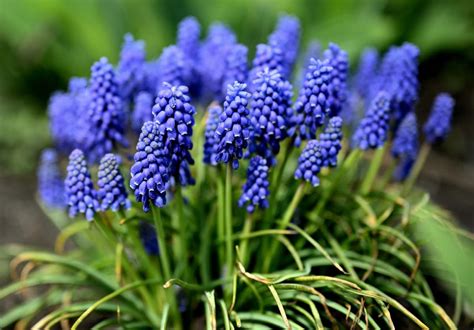 Variétés de muscaris aux couleurs variées, du bleu au rose et blanc