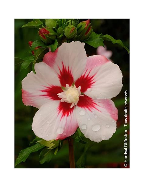 Illustration d'un hibiscus syriacus blanc à cœur rouge en pleine floraison estivale