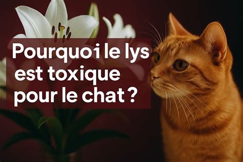 Lys et chat