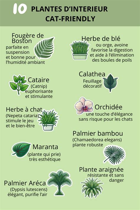 Orchidée sans danger pour les chats