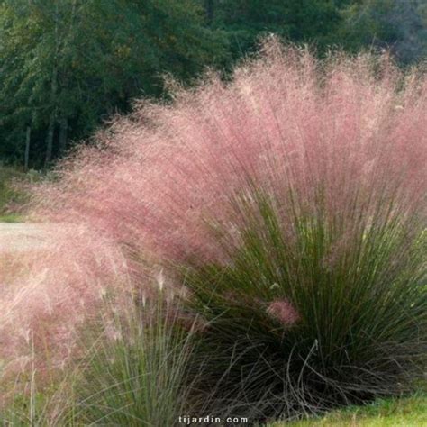 Plante de Muhlenbergia capillaris en pleine floraison rose