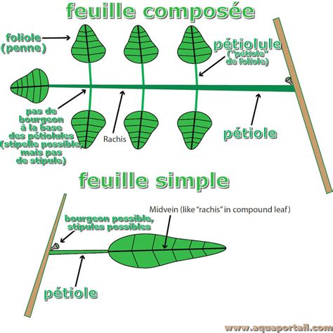 Schéma illustrant les différences entre une feuille saine et une feuille atteinte par la rouille