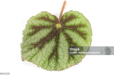 Feuille de Bégonia Masoniana avec ses marques distinctives