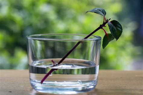 Bouture de tige de bégonia dans un verre d'eau