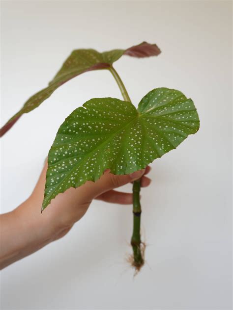 Feuille de bégonia découpée pour bouturage, montrant les nervures