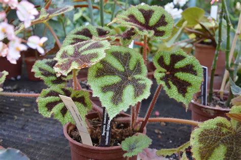Bégonia Masoniana en pleine croissance dans un pot