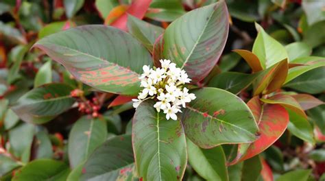 Variétés de Photinia avec leurs caractéristiques distinctives