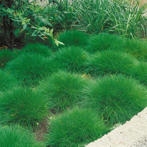 Festuca Gautieri en pot
