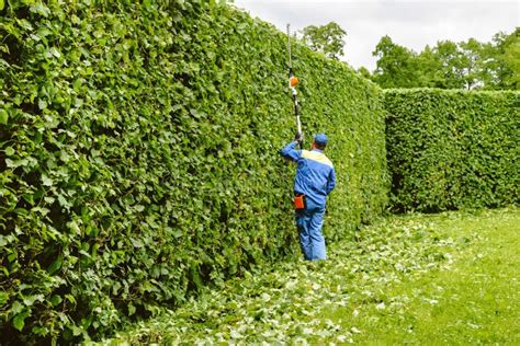 Un jardinier taillant une haie