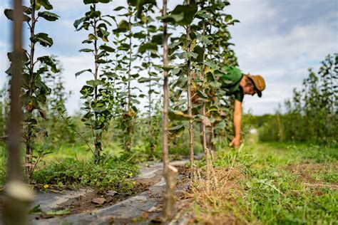 Variétés d'arbres fruitiers en permaculture