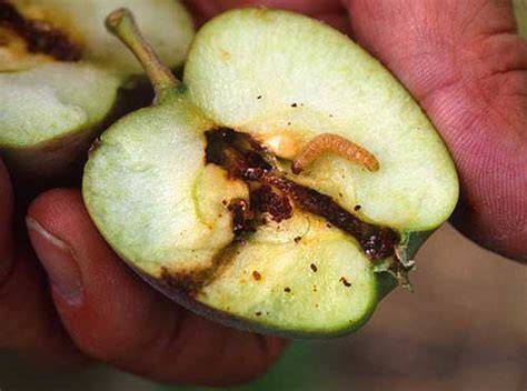 Pomme attaquée par le carpocapse