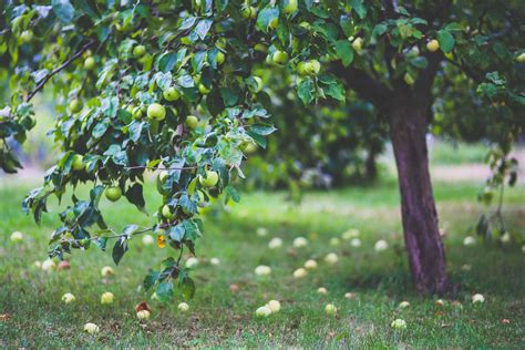 Arbre fruitier sain avec des fruits