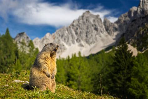Marmotte dans les Alpes