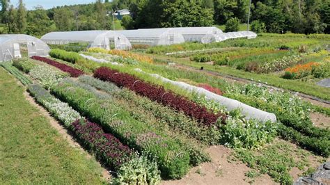 Ferme florale cultivant des fleurs pour le séchage