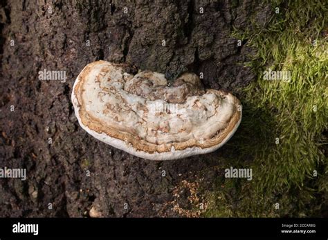 Champignons forestiers poussant sur un tronc d'arbre