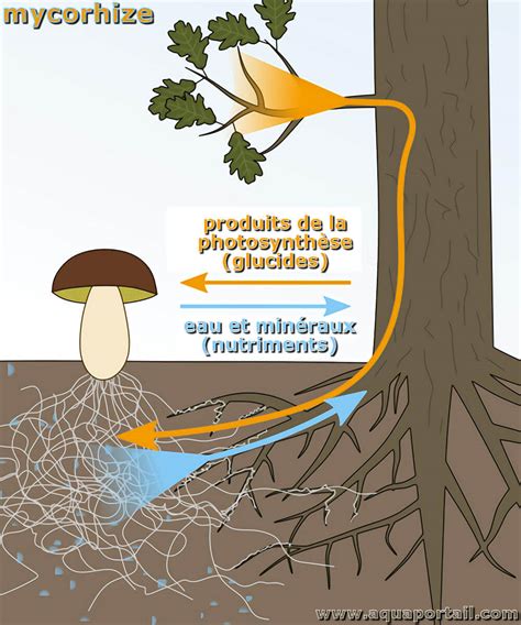 Schéma illustrant la symbiose entre les racines d'un arbre et le mycélium d'un champignon