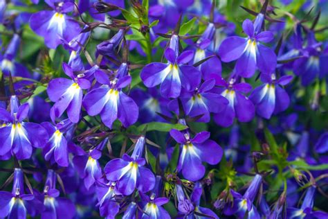 Fleur de Lobelia bleue