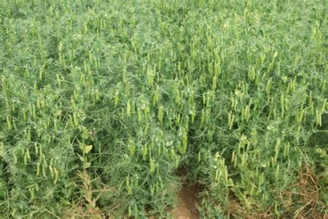 Gousses de pois de printemps