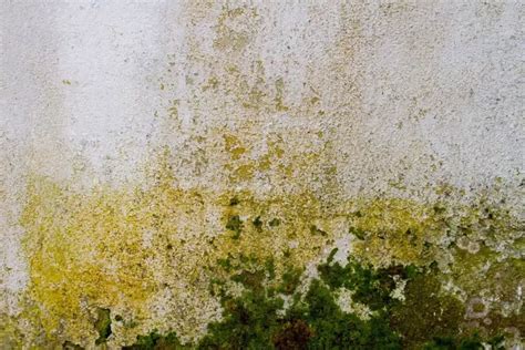 illustration de moisissure jaune sur un mur