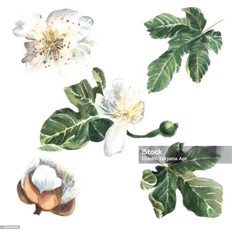 Figuier en fleurs