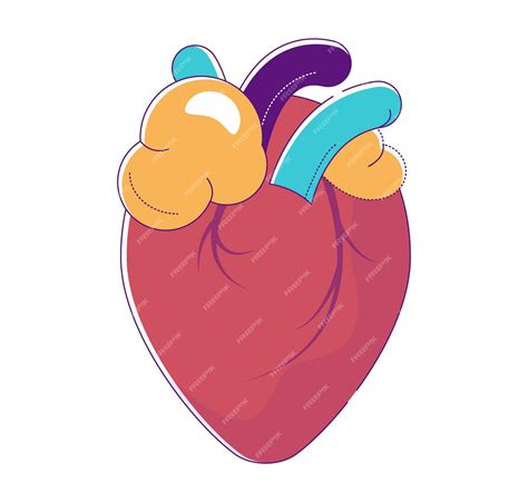 Illustration d'un cœur humain stylisé avec des éléments floraux