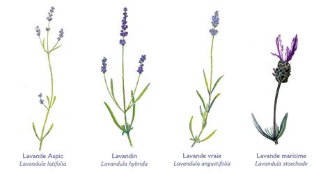 Différentes variétés de lavande