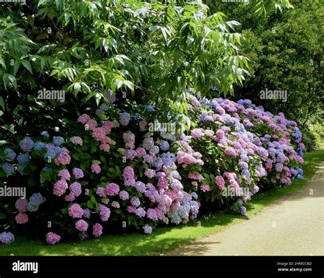 Un jardin rempli d'hortensias bleus et roses