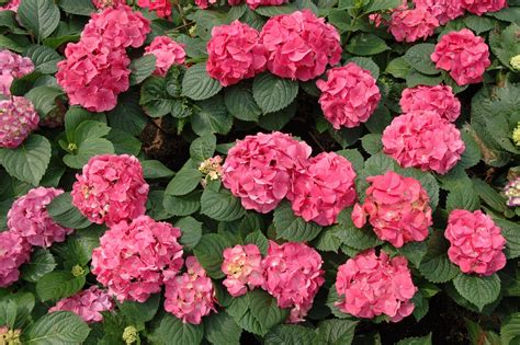 Une sélection de différentes variétés d'hortensias