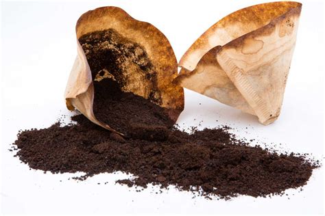 Image d'un tas de marc de café à côté d'une plante en pot.
