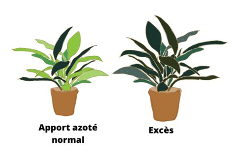 Illustration des conséquences d'un excès d'azote sur une plante.