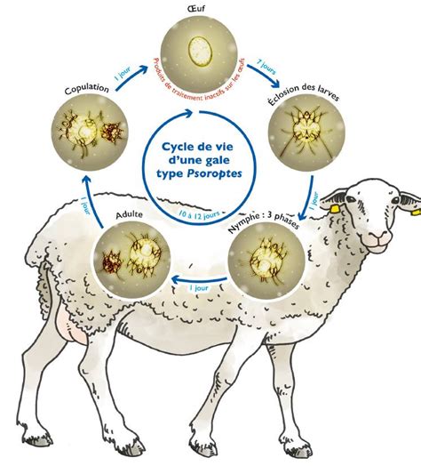 Schéma de reproduction ovine