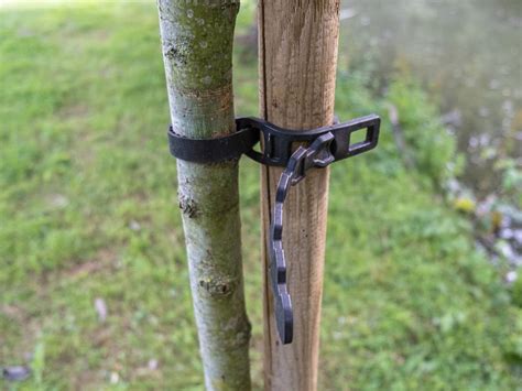 Arbre jeune avec tuteur monopode