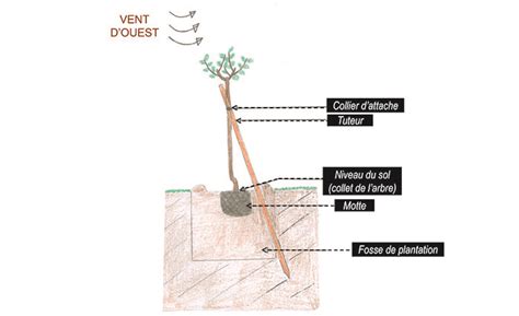 Schéma de tuteurage monopode en biais pour arbre en motte