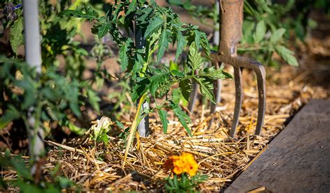 Marc de café utilisé comme paillage au pied de plants de tomates