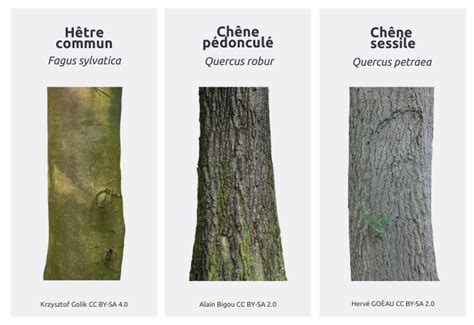 comparaison visuelle des écorces et fleurs de cornus