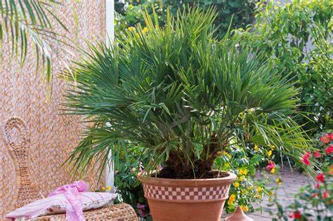 Photo d'un palmier en pot sur une terrasse
