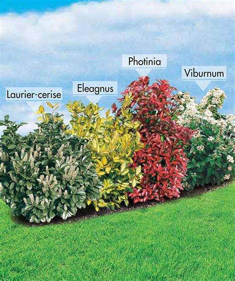 Exemples d'arbustes à racines non envahissantes pour une haie de jardin