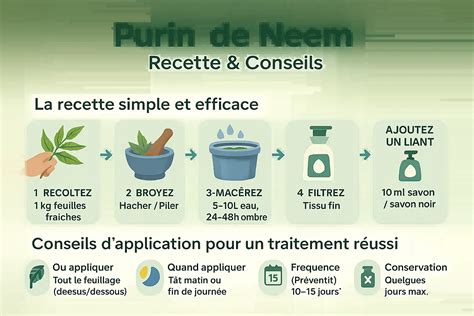 Infographie montrant la préparation d'un purin de plantes