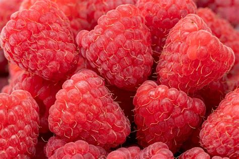 Gros plan sur des framboises Héritage mûres et juteuses