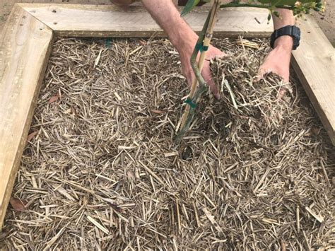 Schéma illustrant la technique du paillage au pied des framboisiers