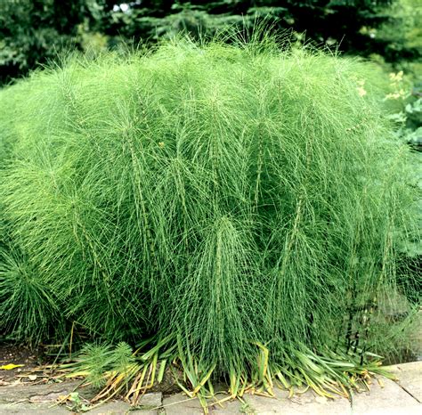 Plante de prêle