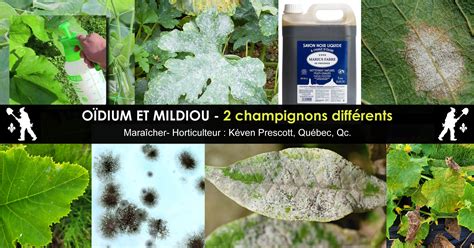 Différences entre vrai et faux mildiou