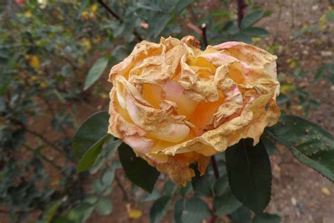 Symptômes du Botrytis sur rose