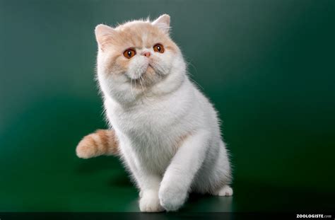 Chat exotic aux yeux expressifs