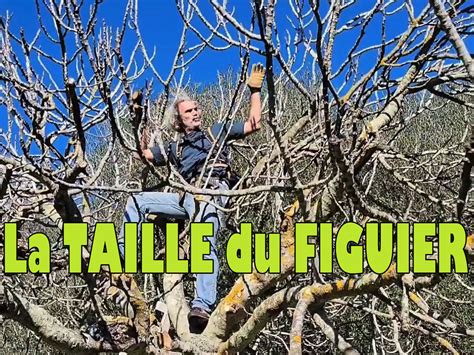 Diagramme comparatif : taille en tige versus taille en cépée pour un jeune figuier